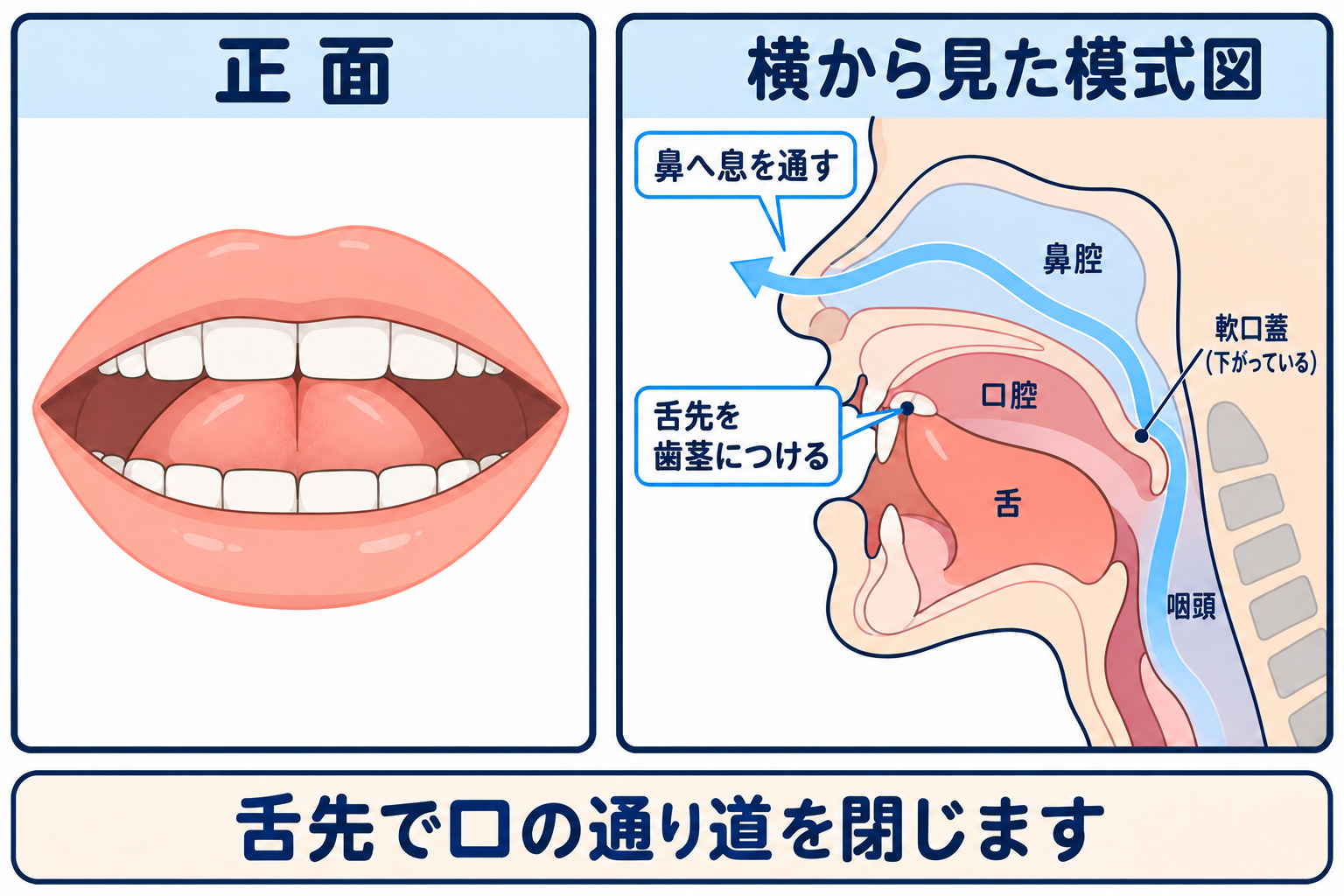 /n/ の口の形と舌の位置を正面と横から示した図