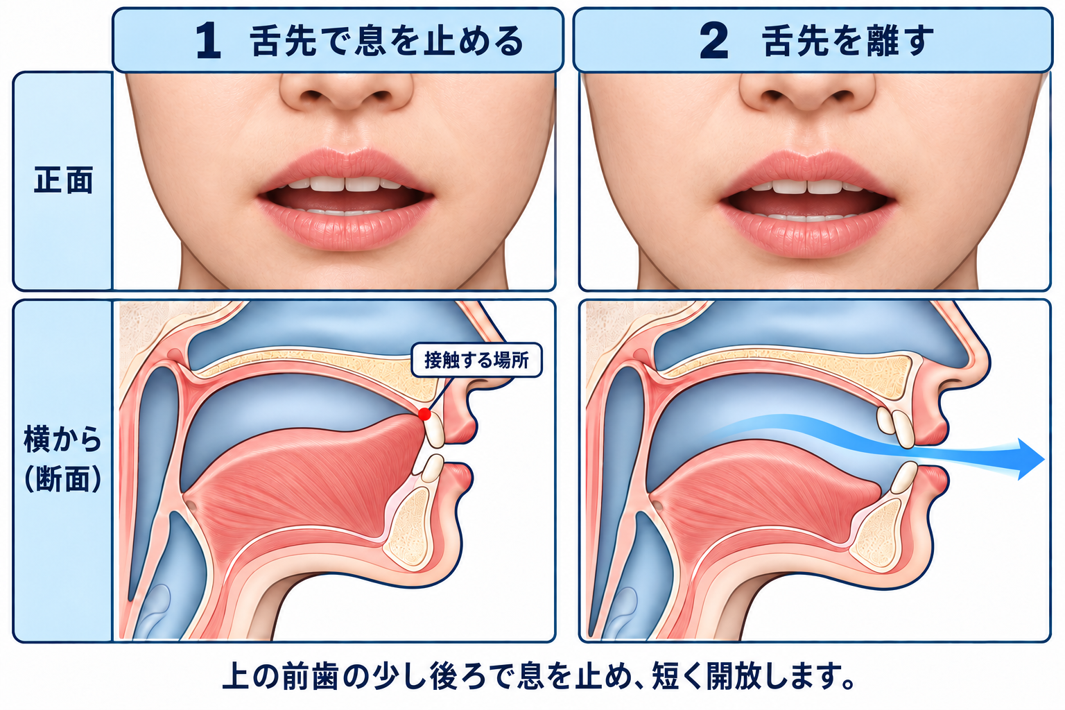 /t/ の口の形と舌の位置を正面と横から示した図