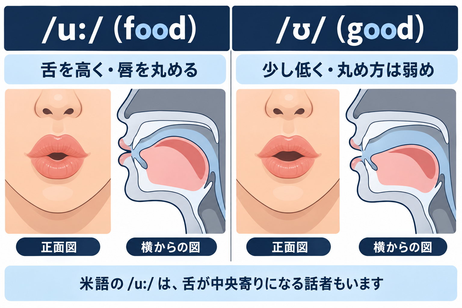 /ʊ/ の口の形と舌の位置を正面と横から示した図