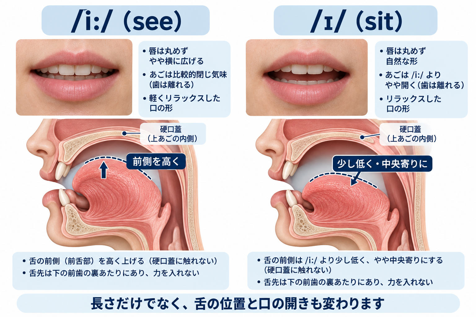 /iː/ の口の形と舌の位置を正面と横から示した図