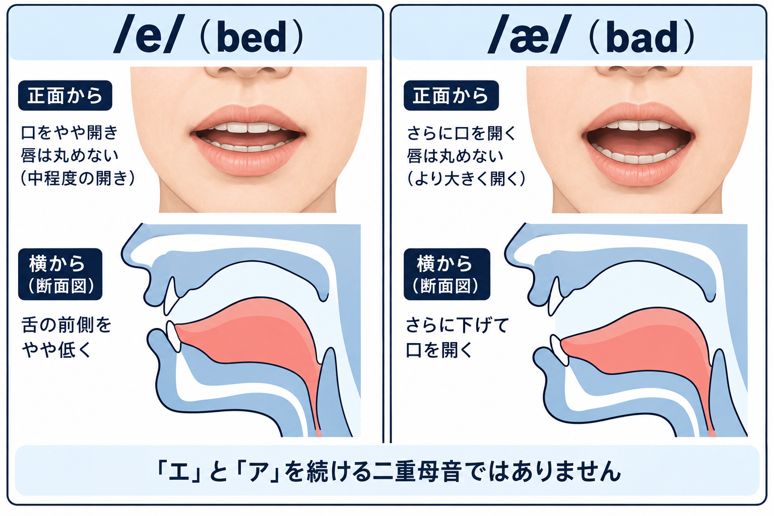 /e/ の口の形と舌の位置を正面と横から示した図