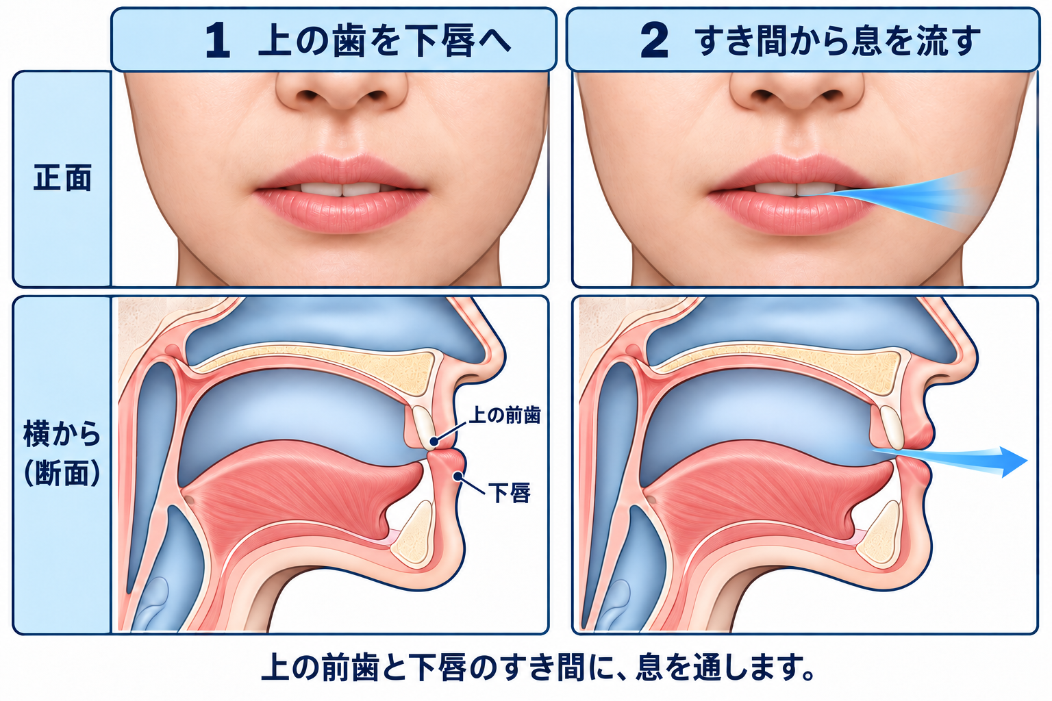 /f/ の口の形と舌の位置を正面と横から示した図