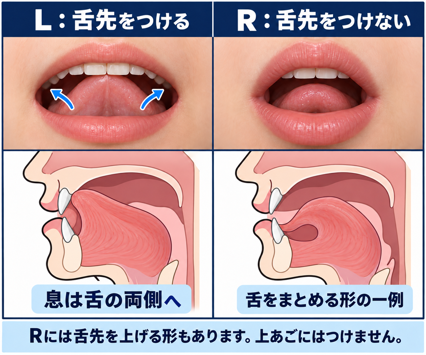 /r/ の口の形と舌の位置を正面と横から示した図