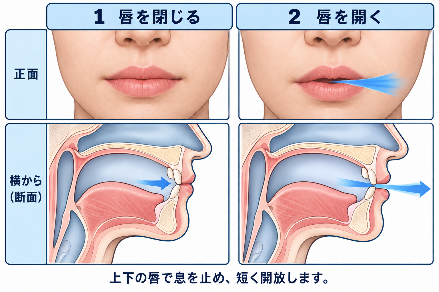 /p/ の口の動き。正面と横からの断面で、上下の唇を閉じた状態と、唇を開いて口から息を出す状態を比較した図