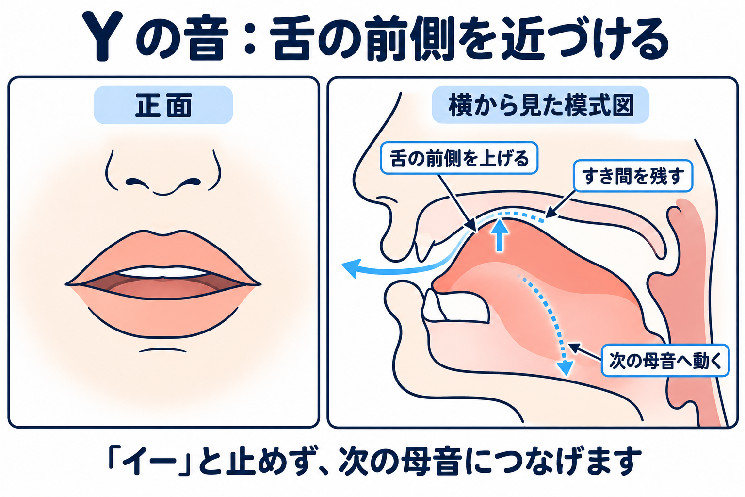 /j/ の口の形と舌の位置を正面と横から示した図