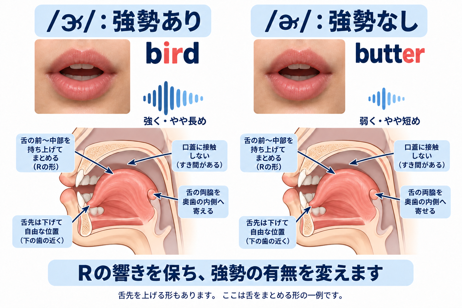 /ɚ/ の口の形と舌の位置を正面と横から示した図